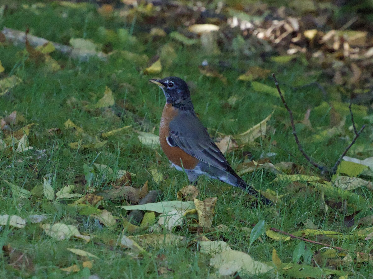 American Robin - ML643777049
