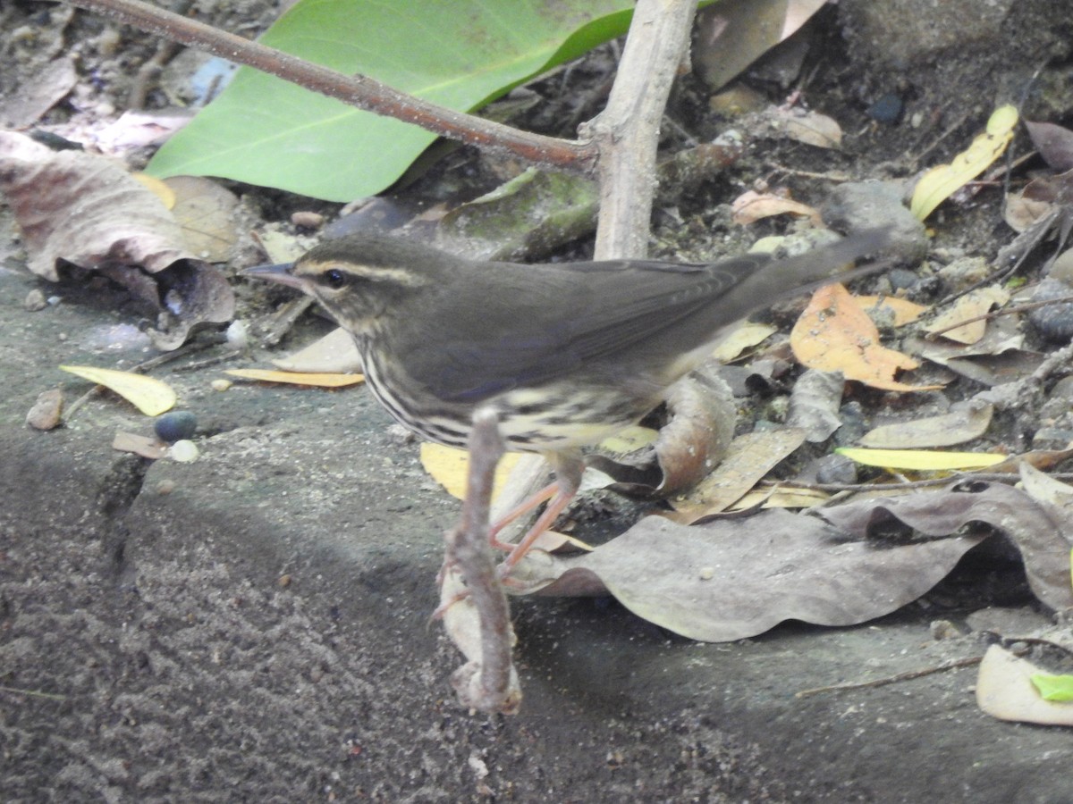 Northern Waterthrush - ML643777051