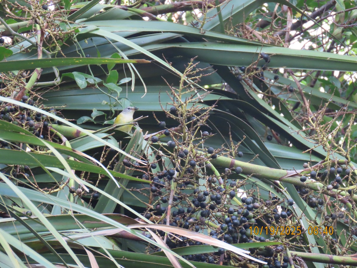 סבכון חכלילי - ML643777052