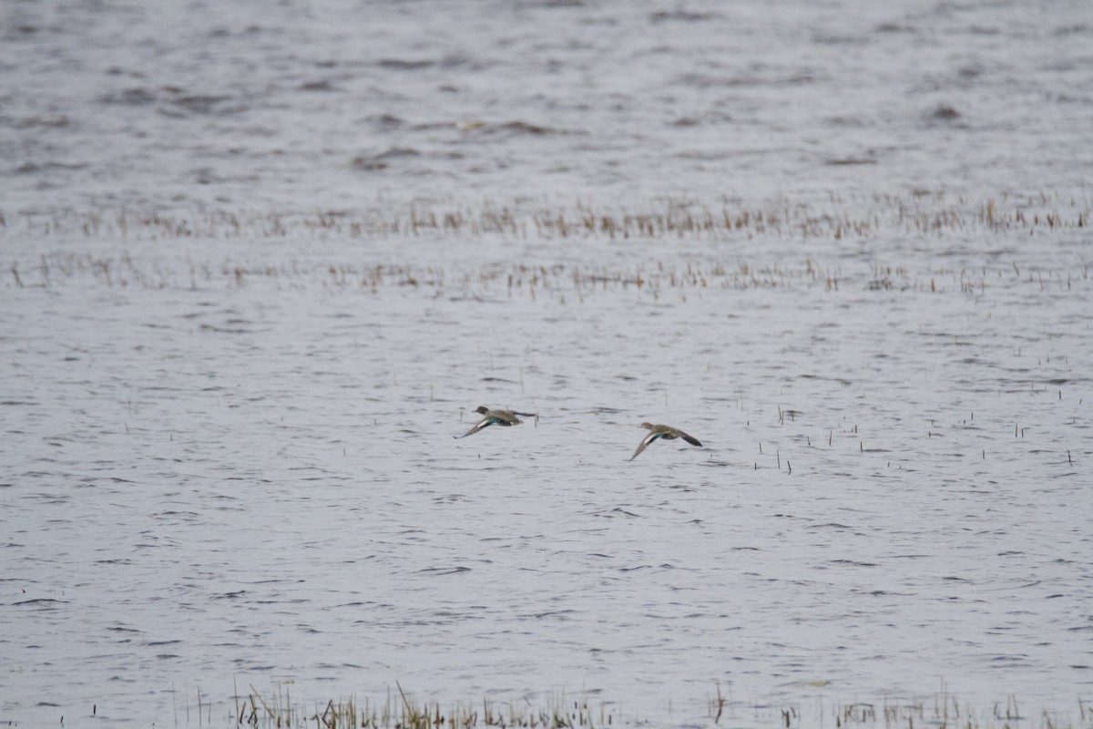 Green-winged Teal - ML643777065