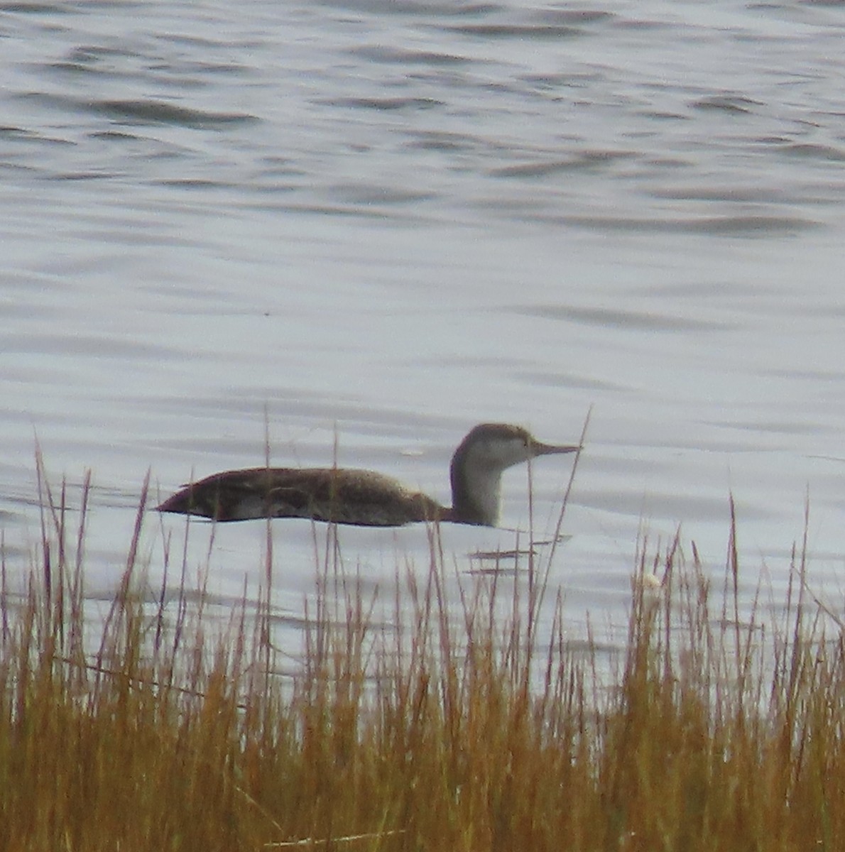 Red-throated Loon - ML643777066