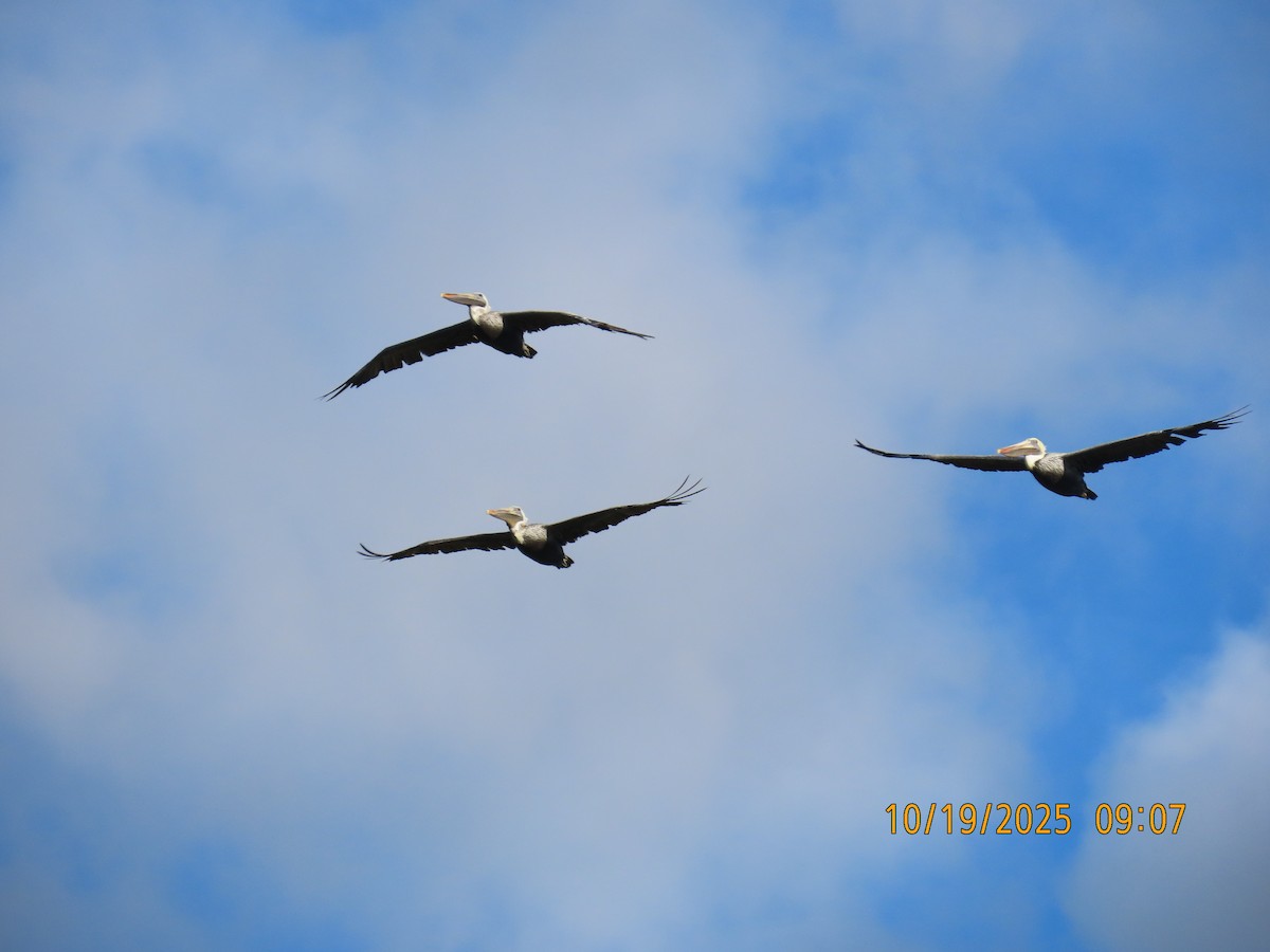 Brown Pelican - ML643777067