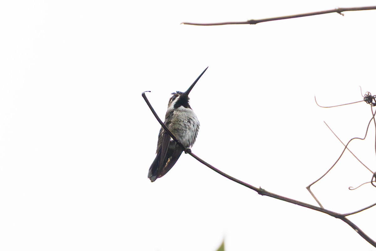 Long-billed Starthroat - ML643777070