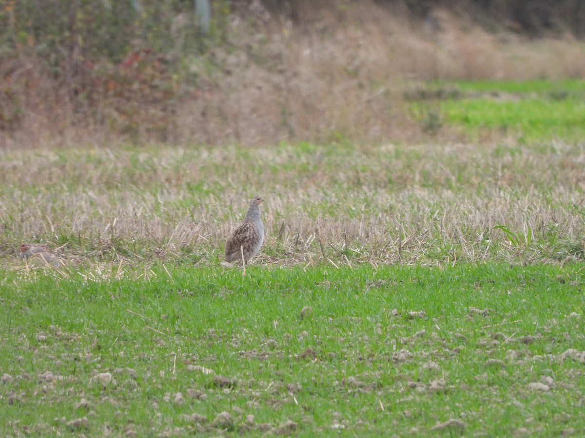 Gray Partridge - ML643777071