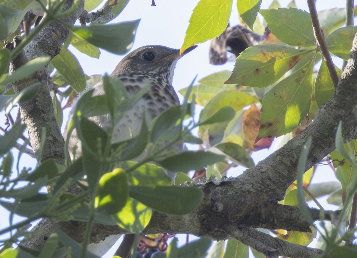 Gray-cheeked Thrush - ML643777072