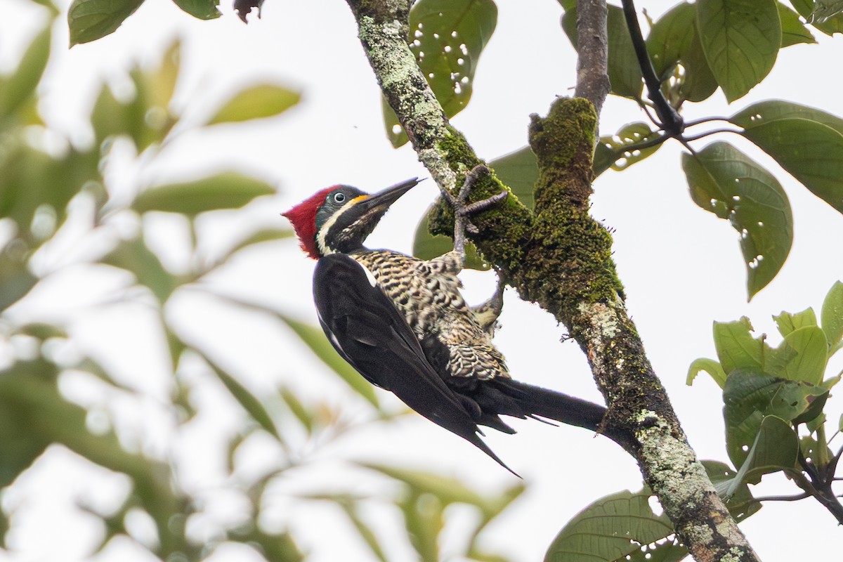 Lineated Woodpecker - ML643777073