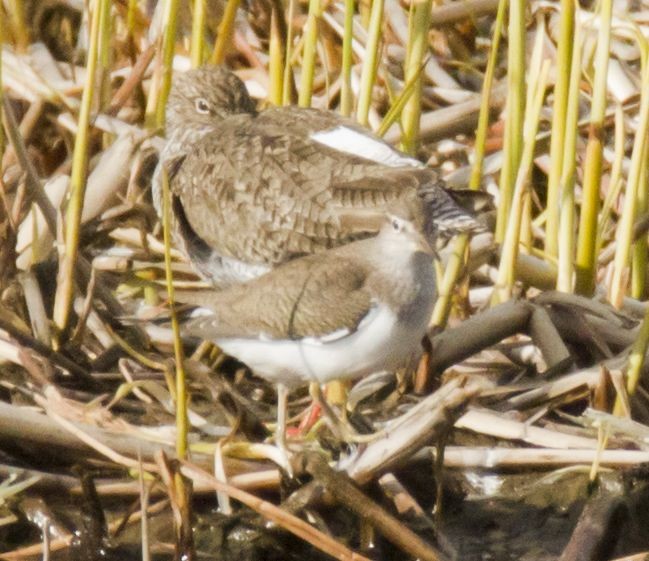 Common Sandpiper - ML643777076
