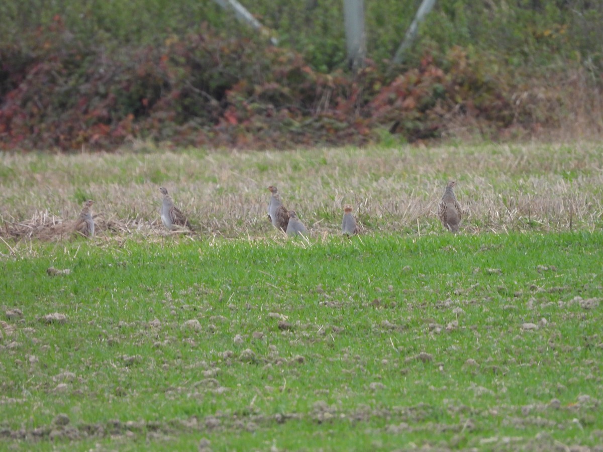 Gray Partridge - ML643777077