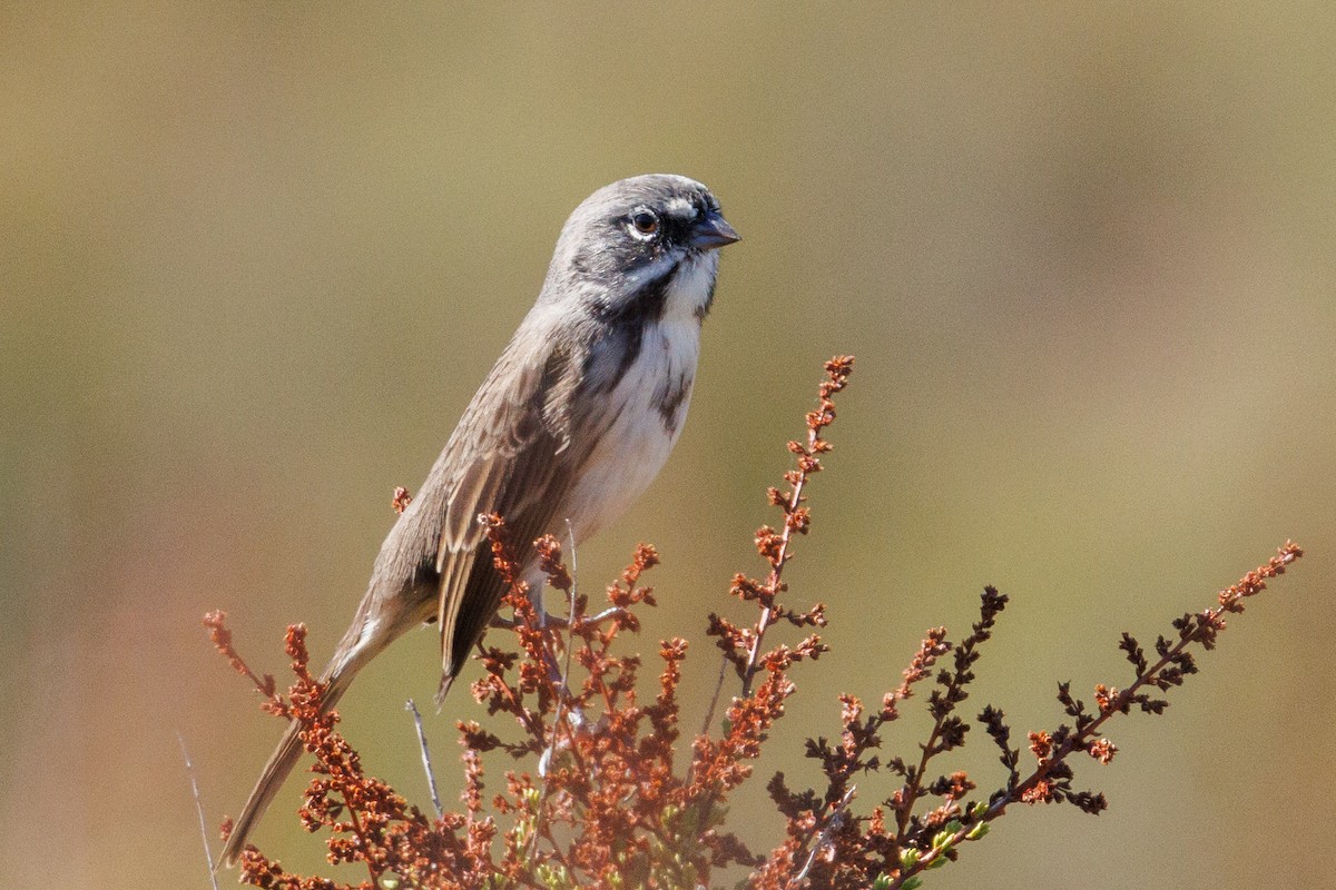 Bell's Sparrow - ML643777079