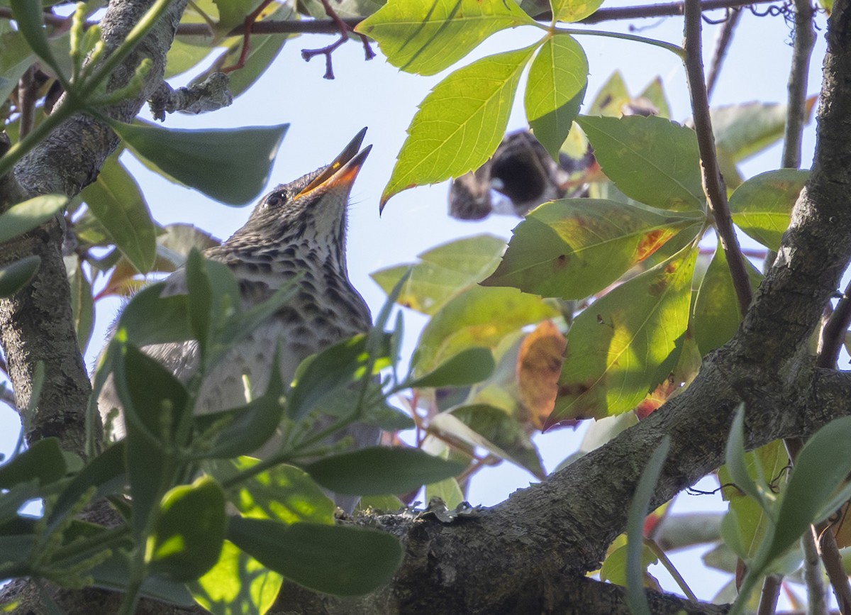 Gray-cheeked Thrush - ML643777080