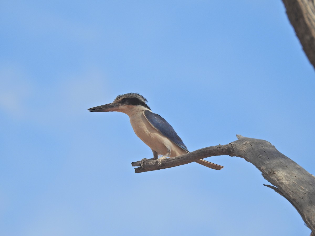Red-backed Kingfisher - ML643777081