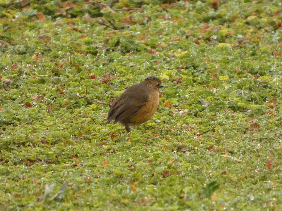 Tawny Antpitta - ML643777082