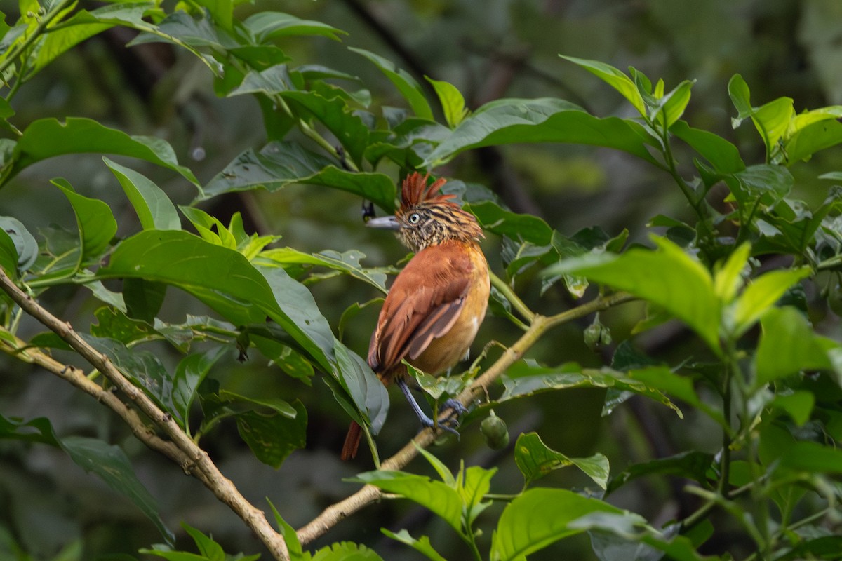 Barred Antshrike - ML643777083