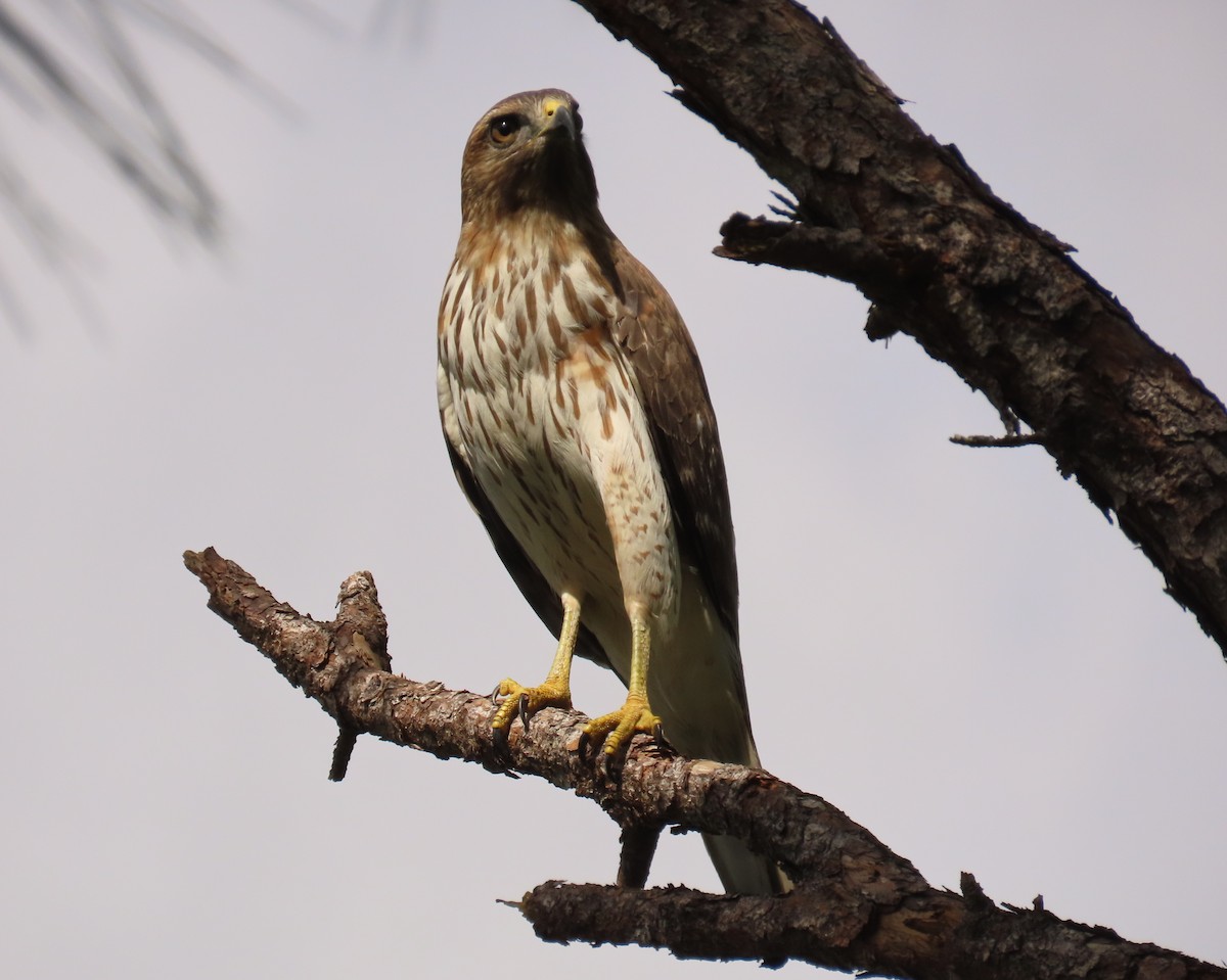 Red-shouldered Hawk - ML643777084