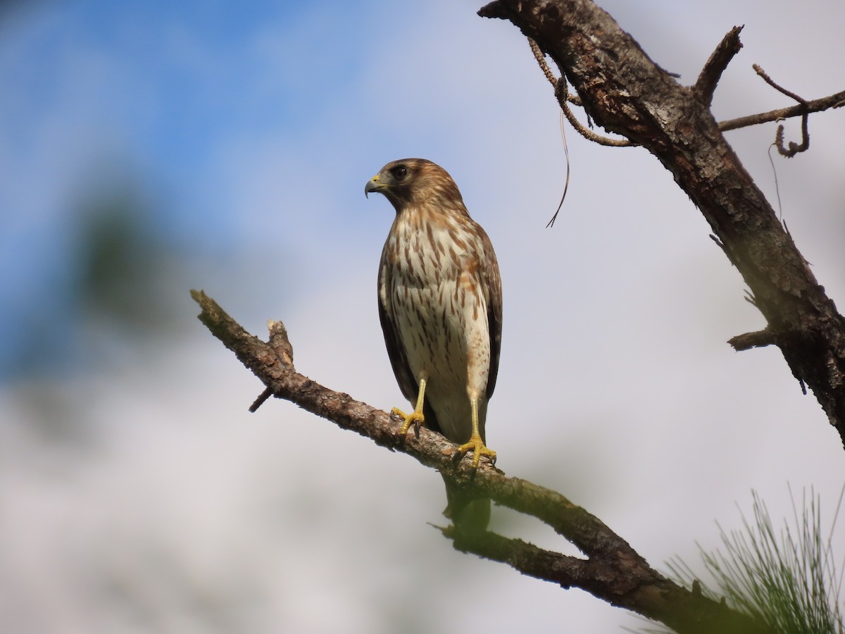 Red-shouldered Hawk - ML643777085
