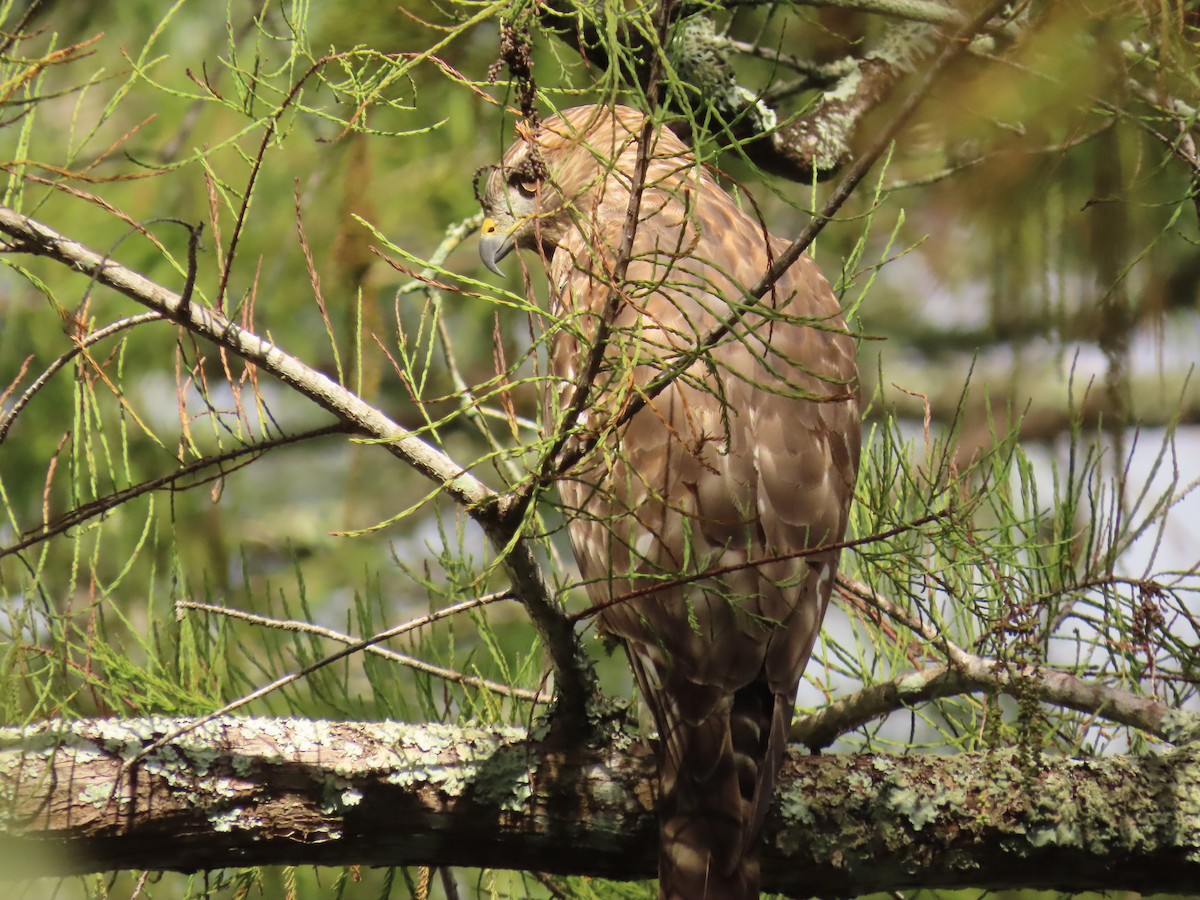 Red-shouldered Hawk - ML643777086