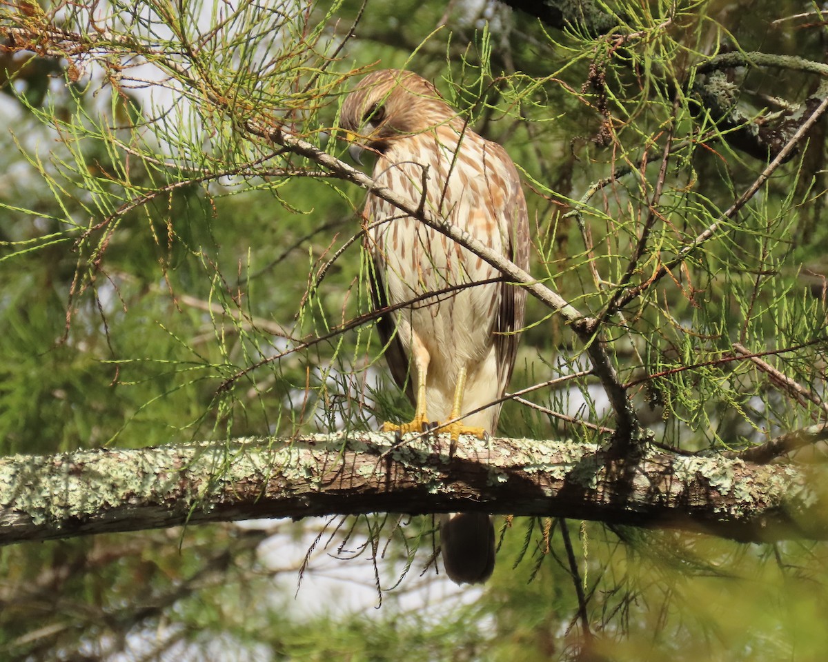 Red-shouldered Hawk - ML643777087