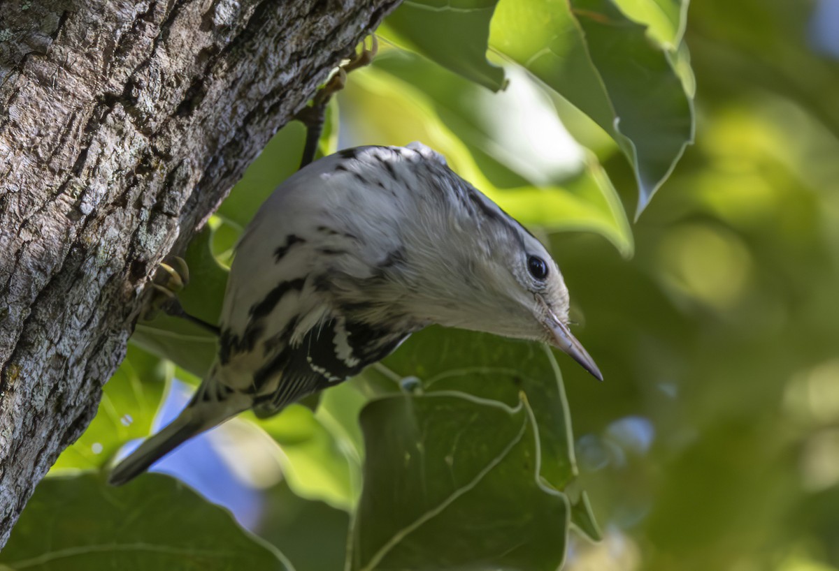 Black-and-white Warbler - ML643777089