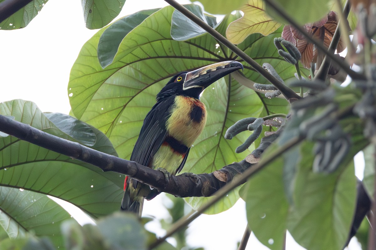 Collared Aracari - ML643777090
