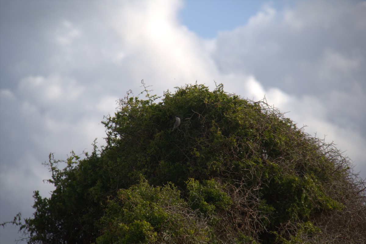 Fiscal Flycatcher - ML643777092