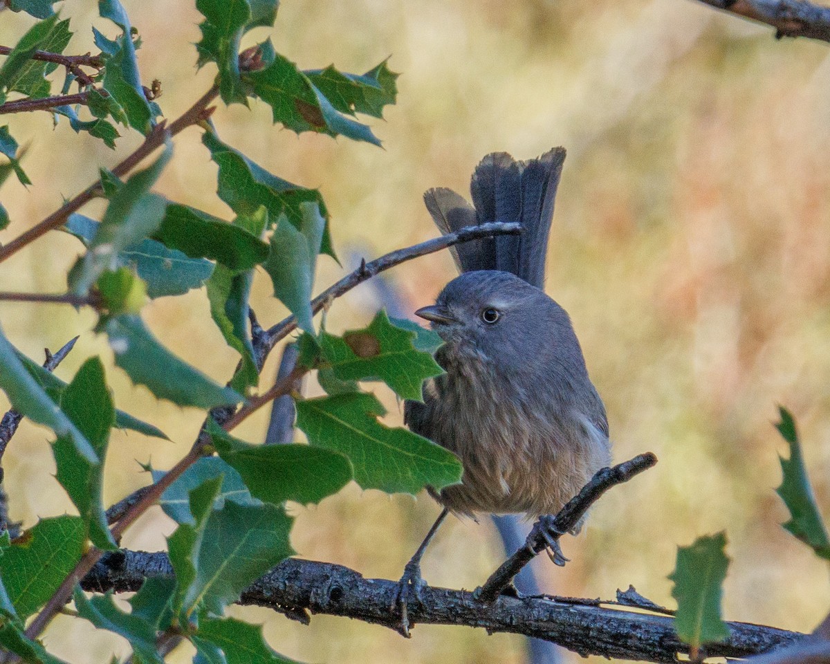 Wrentit - ML643777094