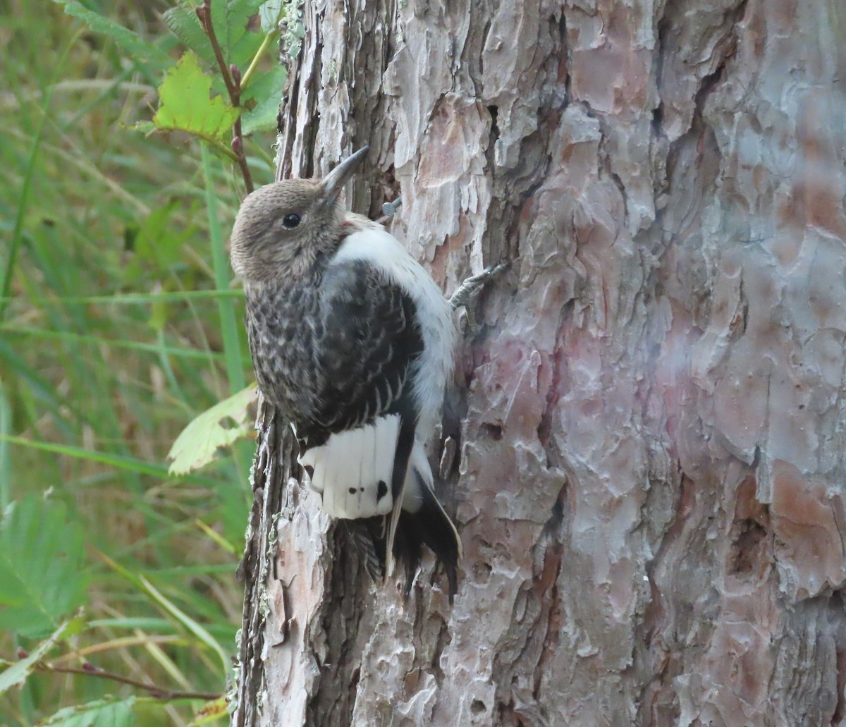 Red-headed Woodpecker - ML643777095
