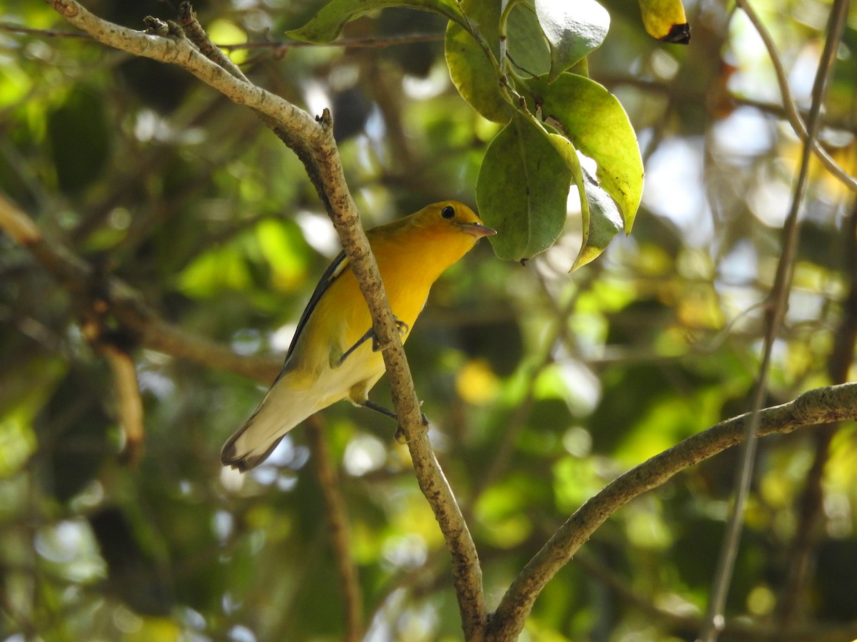 Prothonotary Warbler - ML643777096