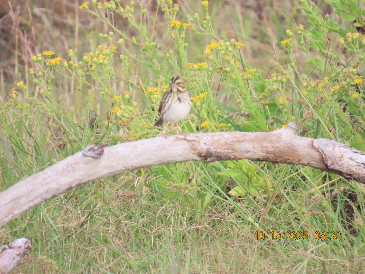 Savannah Sparrow - ML643777097