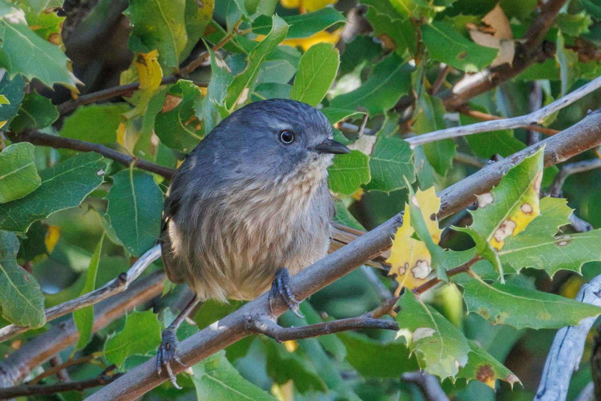 Wrentit - ML643777098