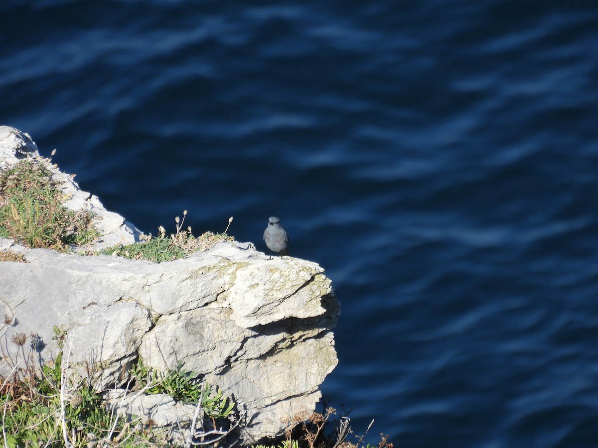 Blue Rock-Thrush - ML643777099