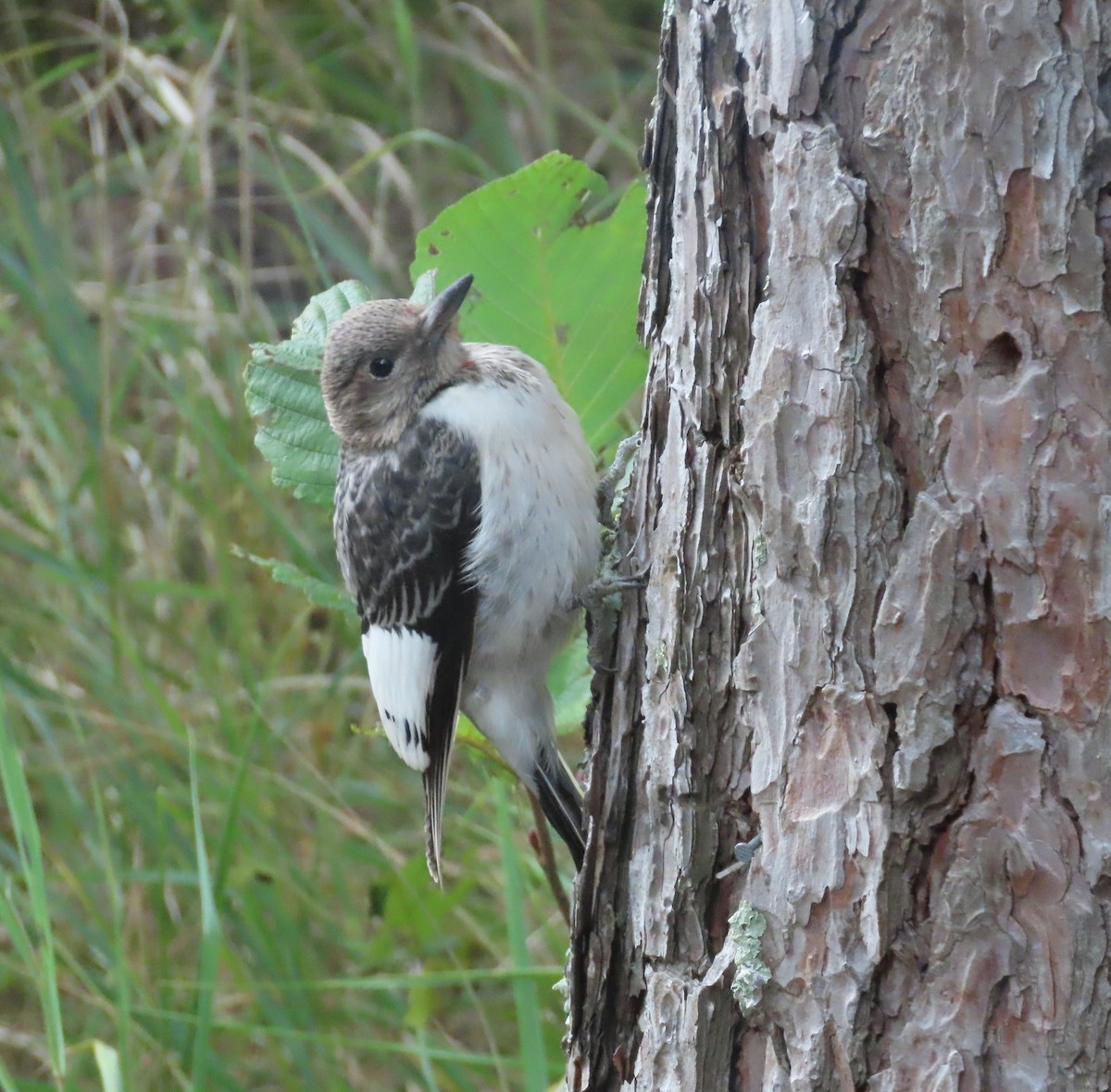 Red-headed Woodpecker - ML643777100