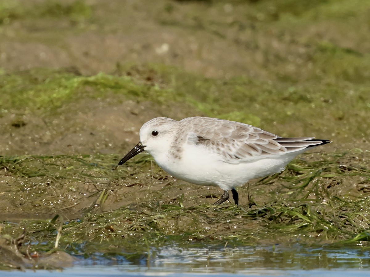 Sanderling - ML643777102