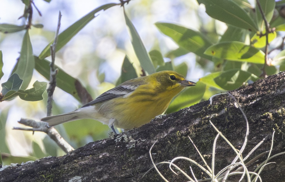 Pine Warbler - ML643777103