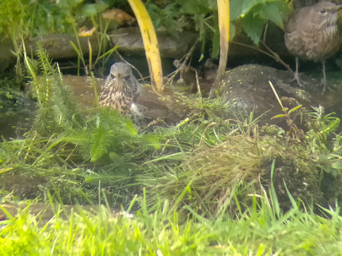 Fieldfare - ML643777104