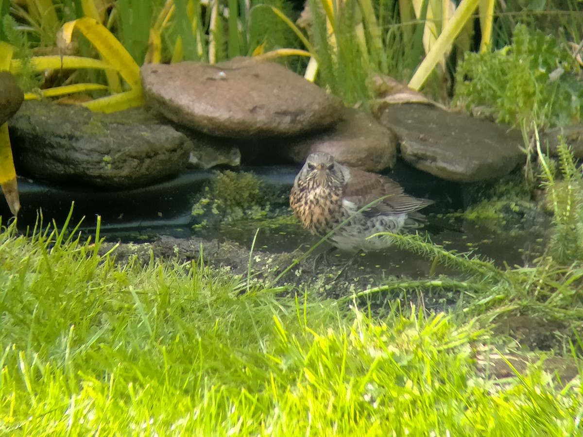 Fieldfare - ML643777105