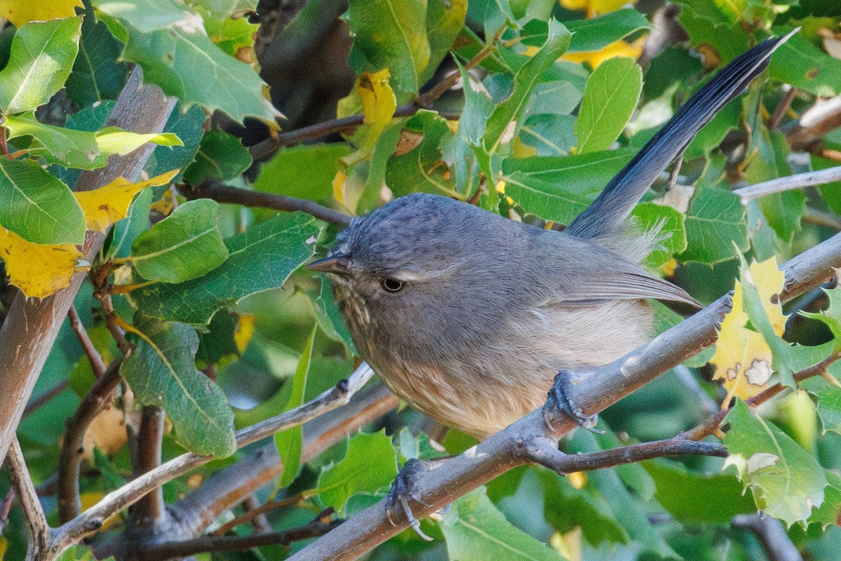 Wrentit - ML643777106