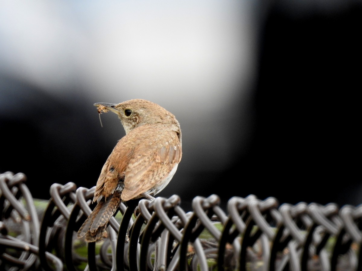 House Wren - ML64377711