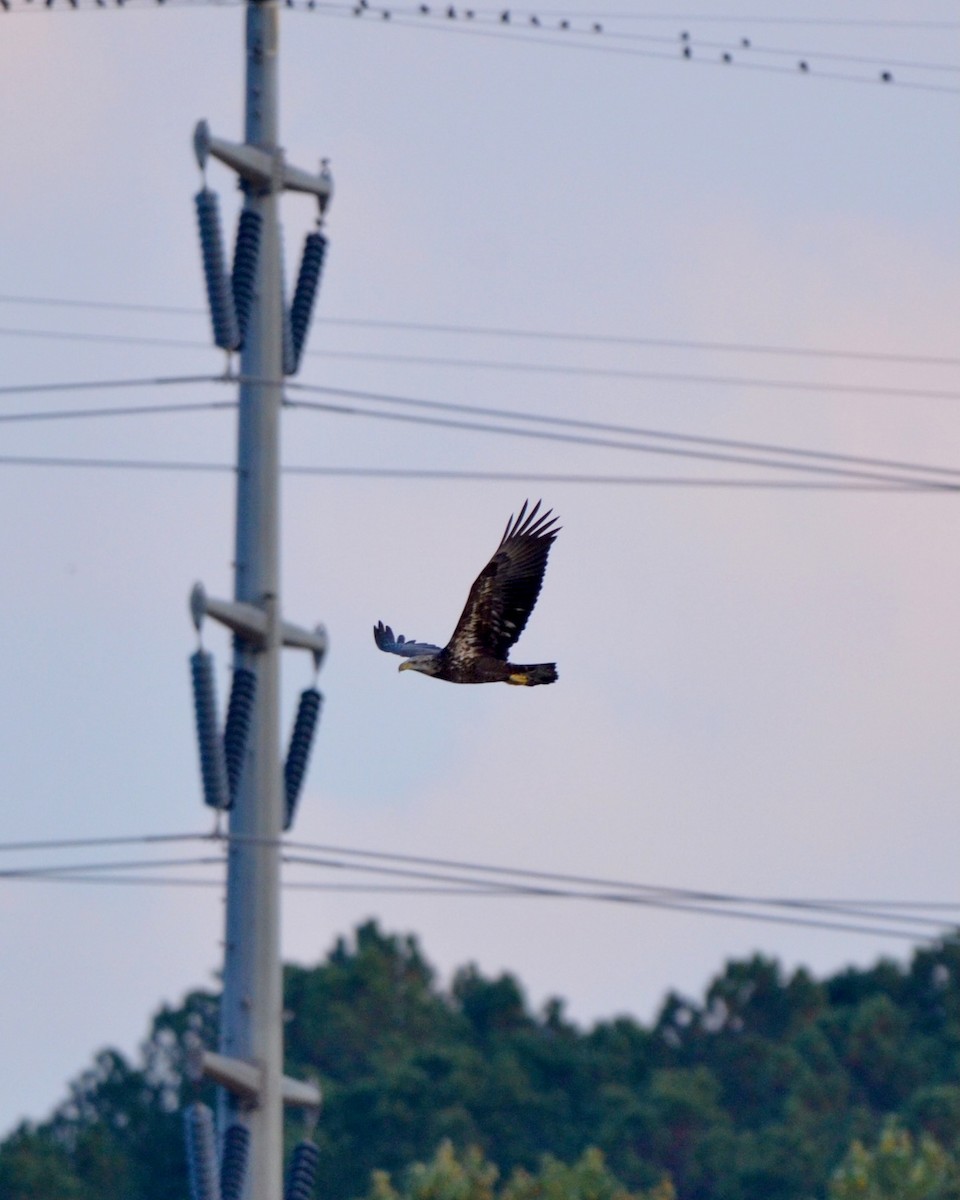 Bald Eagle - ML643777147