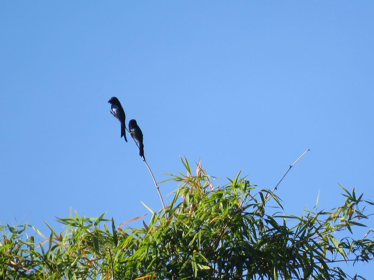 Bronzed Drongo - ML643777149