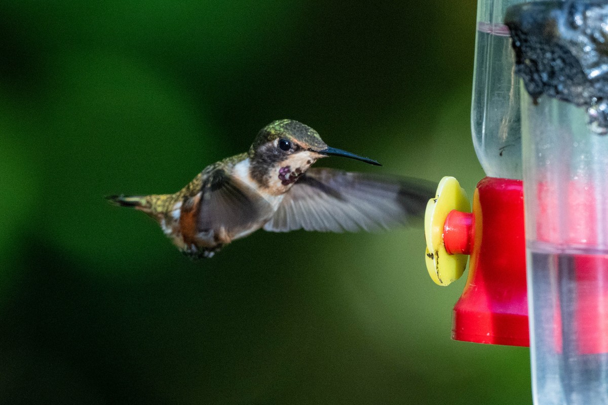 Magenta-throated Woodstar - ML643777151