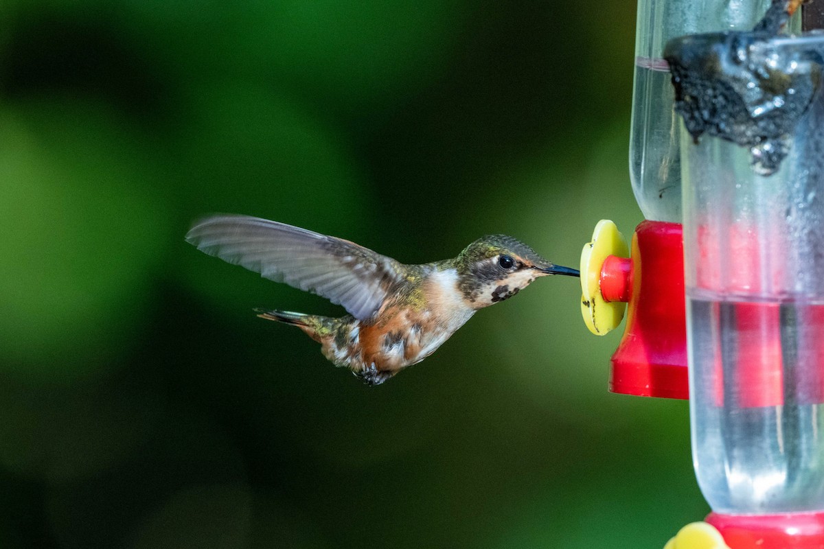 Magenta-throated Woodstar - ML643777152