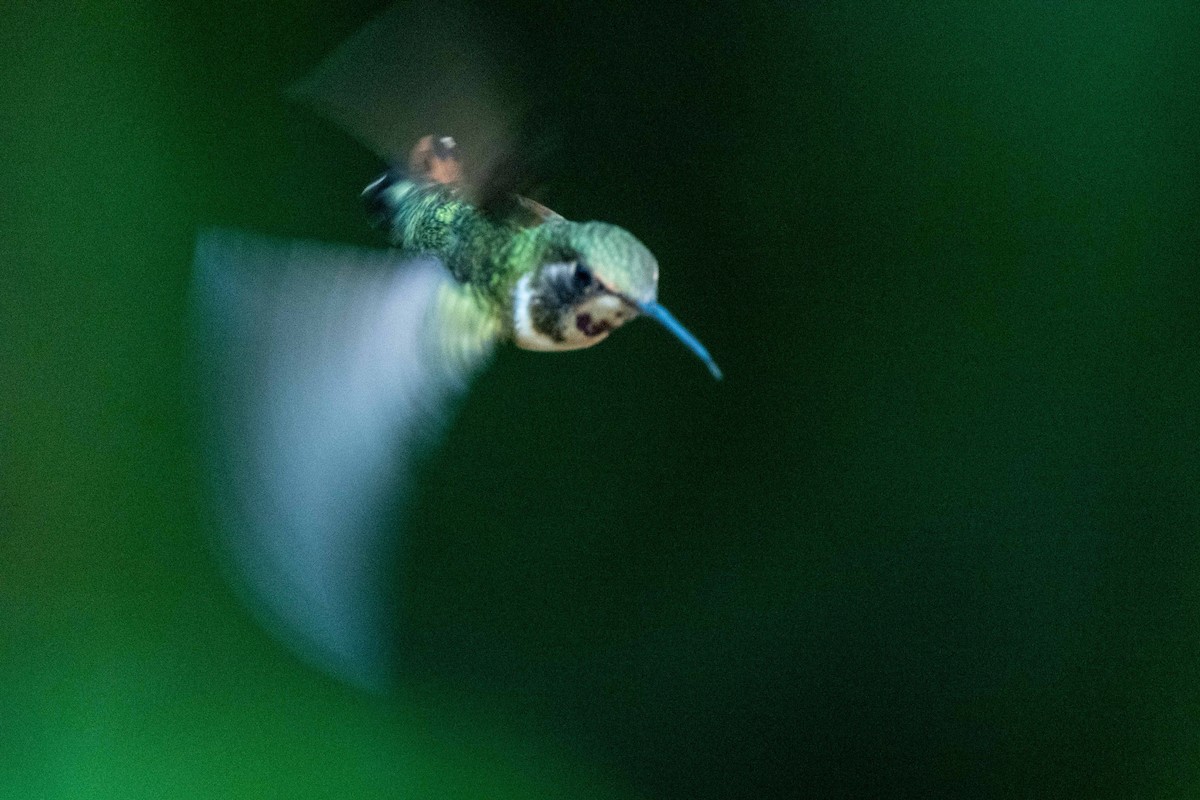 Magenta-throated Woodstar - ML643777153