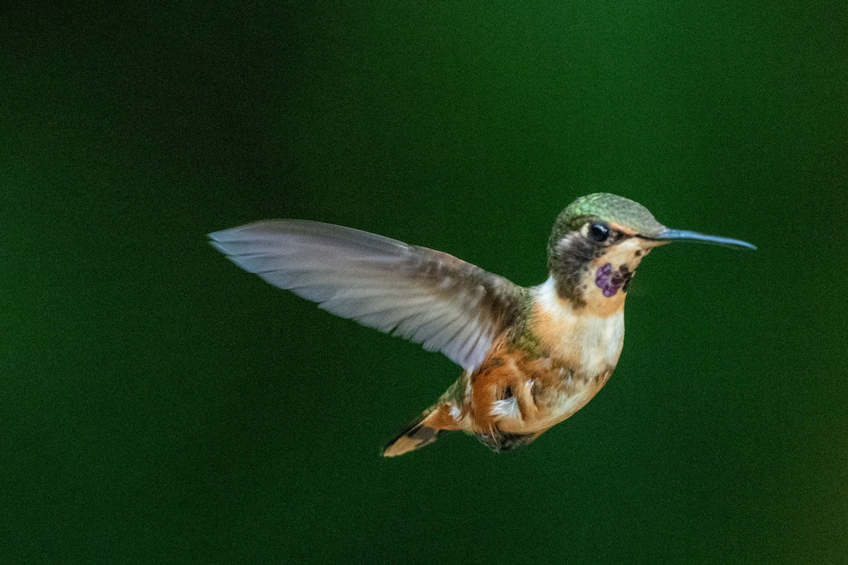 Magenta-throated Woodstar - ML643777154