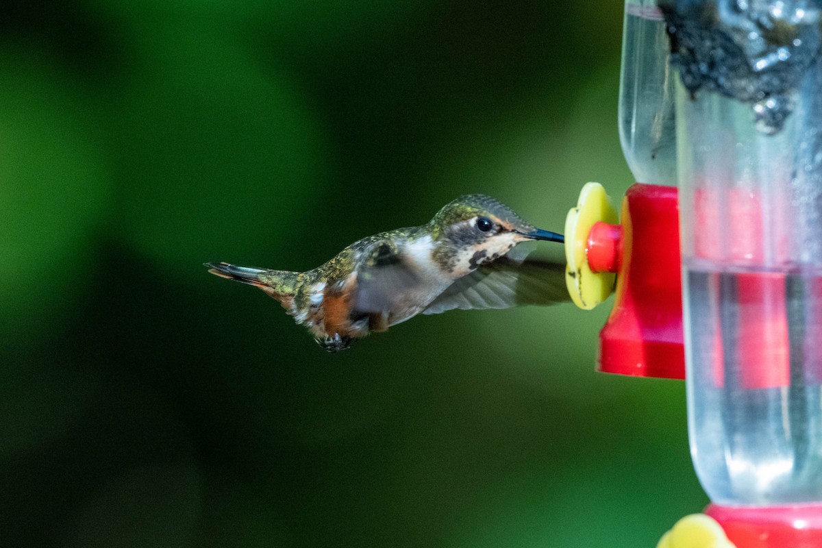 Magenta-throated Woodstar - ML643777155