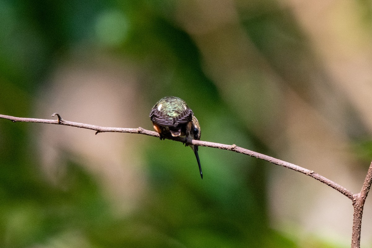 Magenta-throated Woodstar - ML643777157