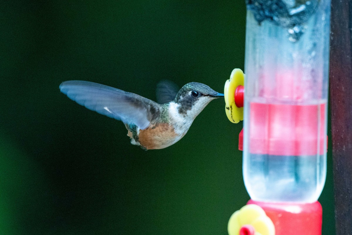 Magenta-throated Woodstar - ML643777158