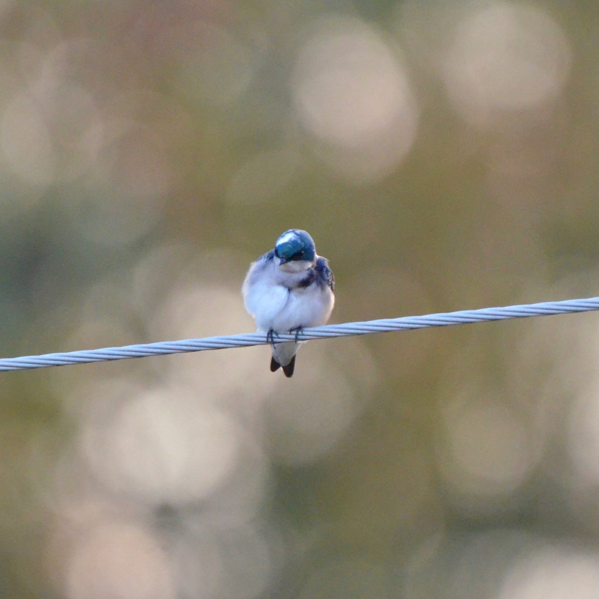 Tree Swallow - ML643777162