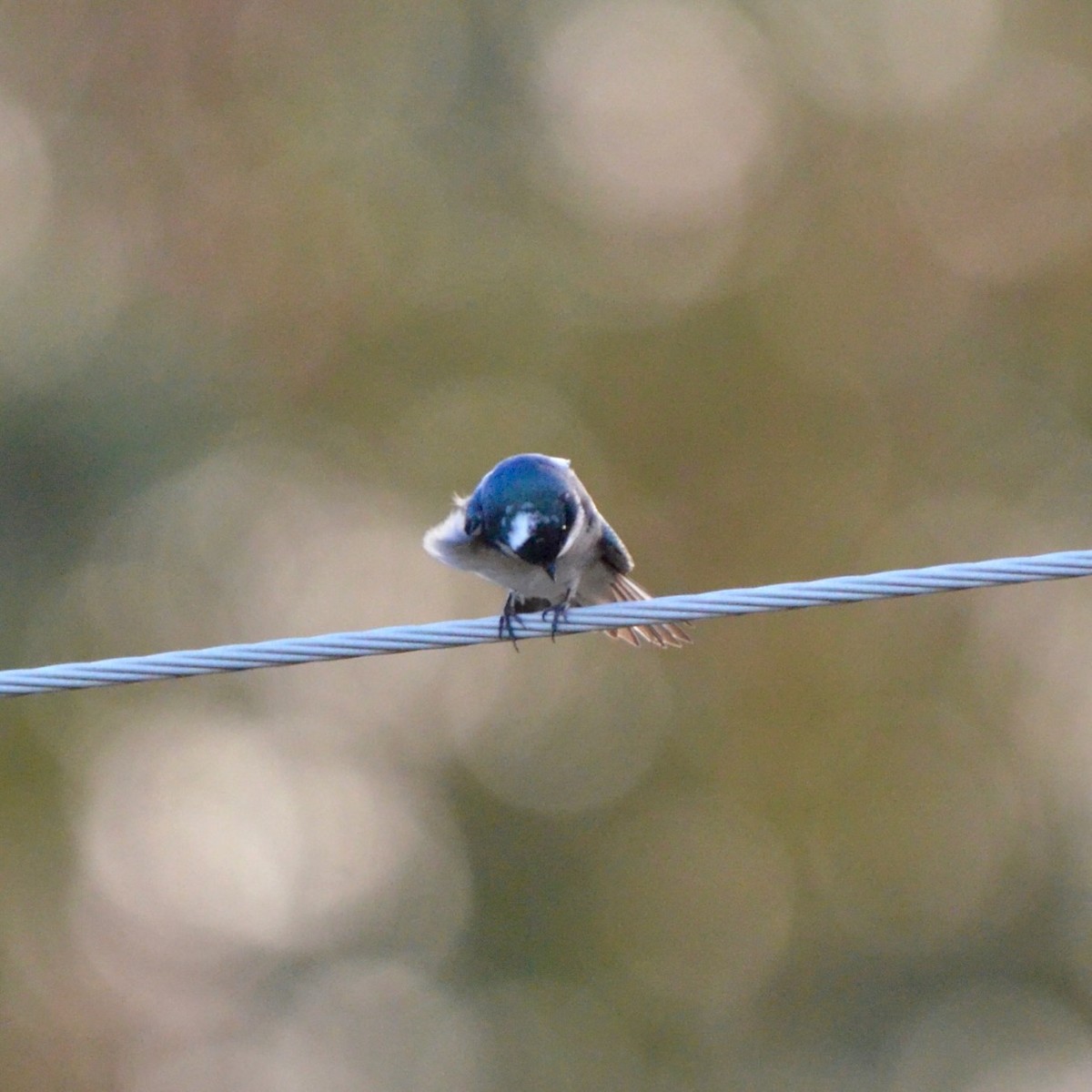 Tree Swallow - ML643777163