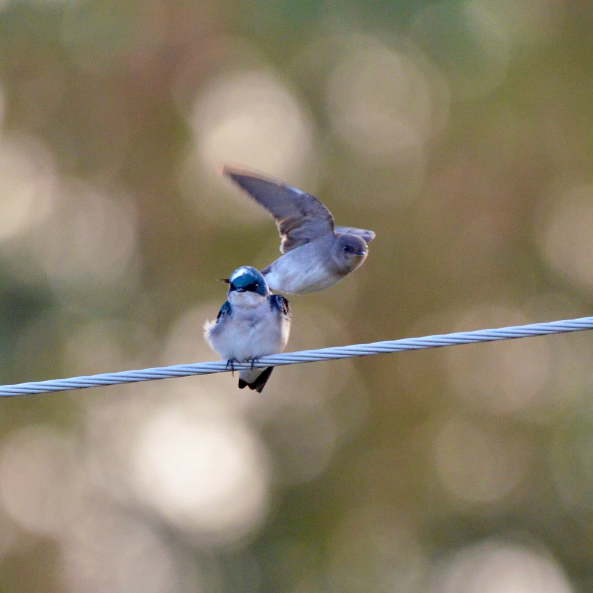 Tree Swallow - ML643777164