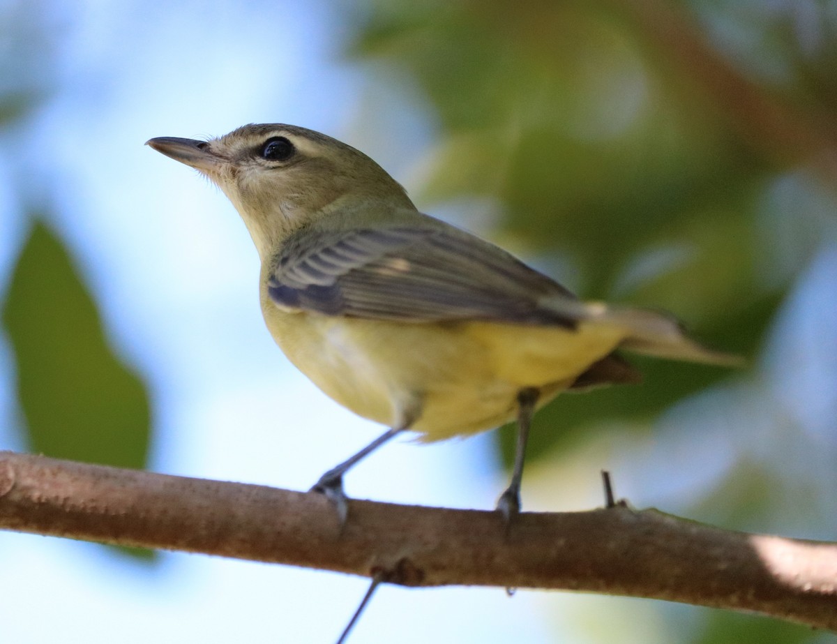 ויראו זיתני - ML643777207